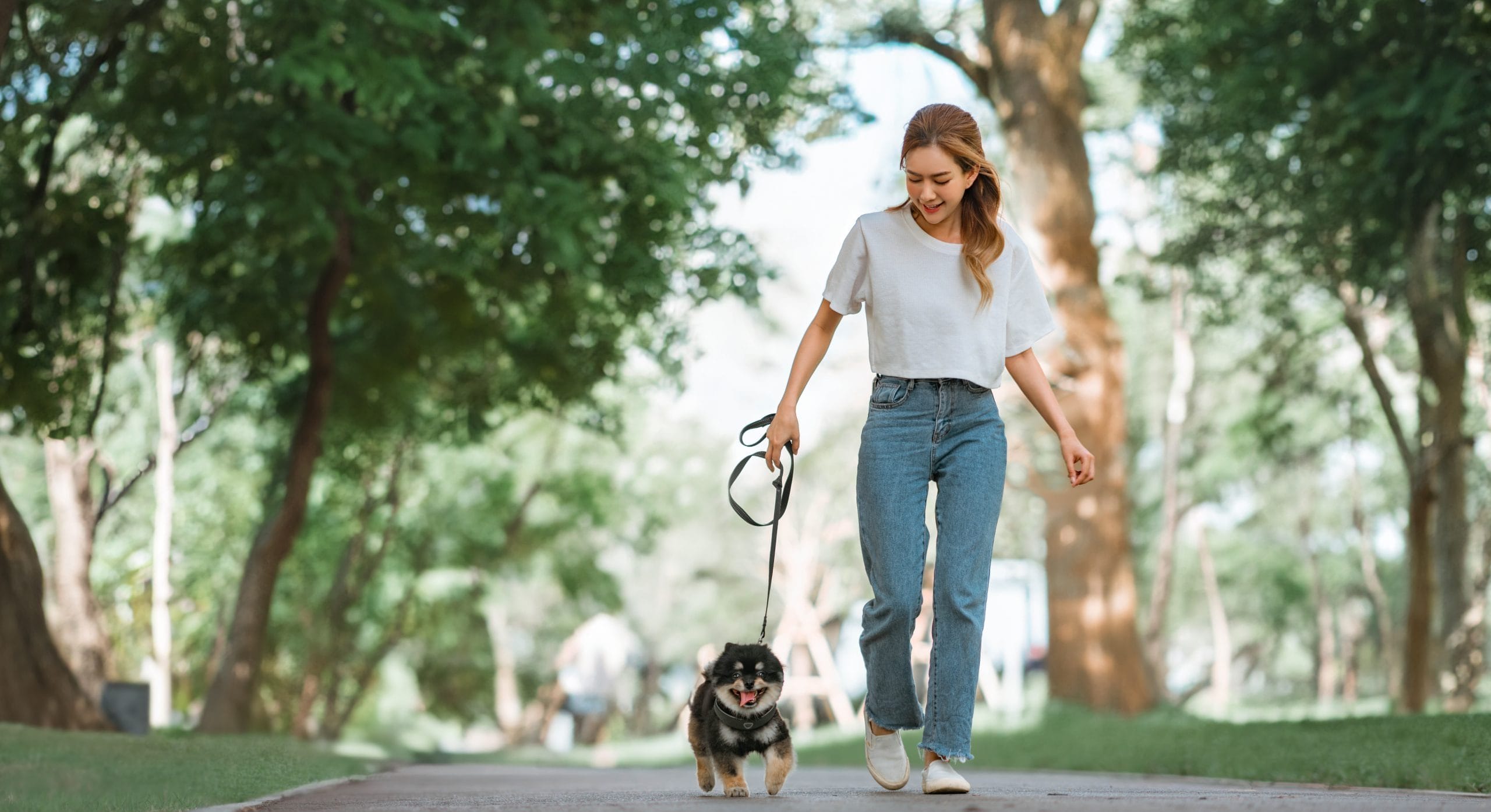 Owner walking with dog together in park outdoors
